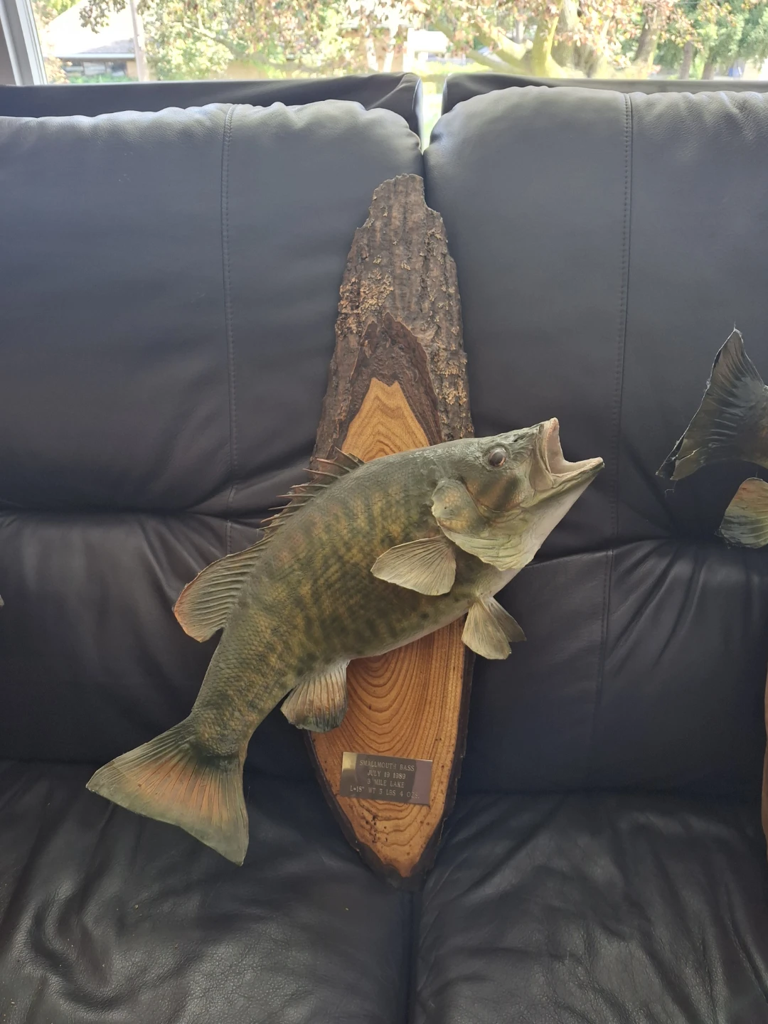 Taxidermy Smallmouth Bass Wall Mount