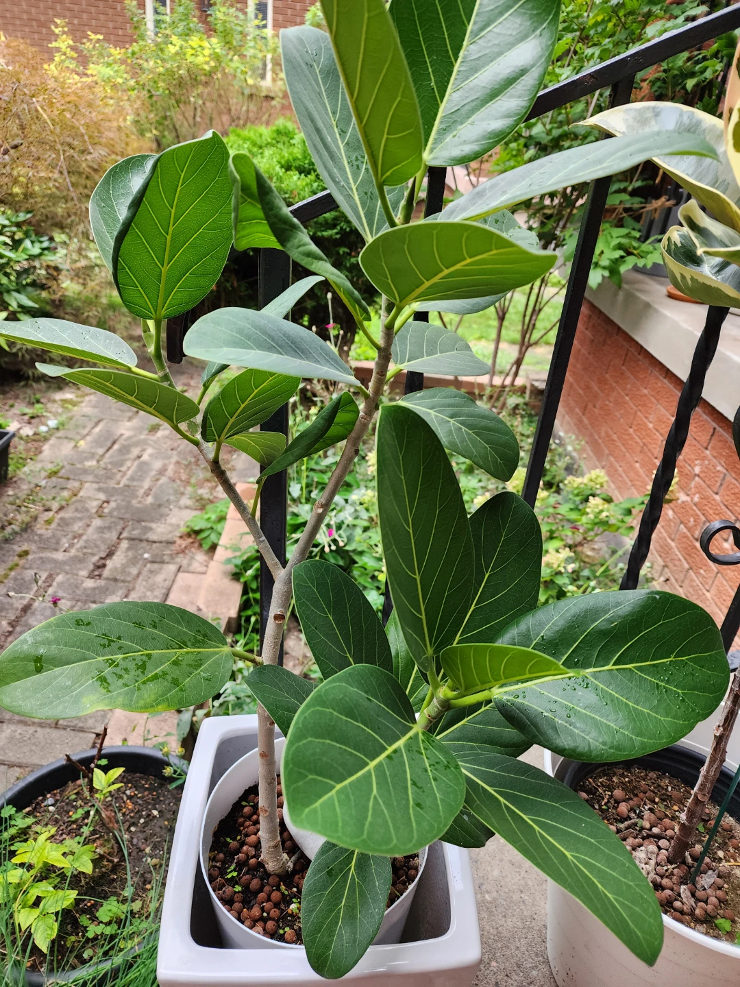 Ficus Audrey in White Pot