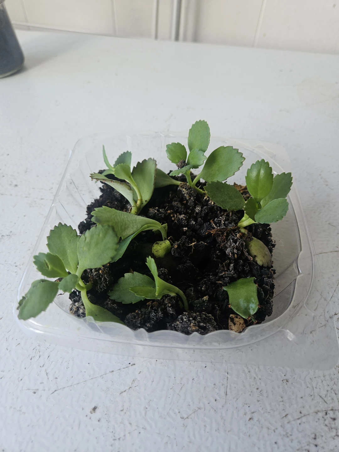 Kalanchoe succulent plantlets - photo 2