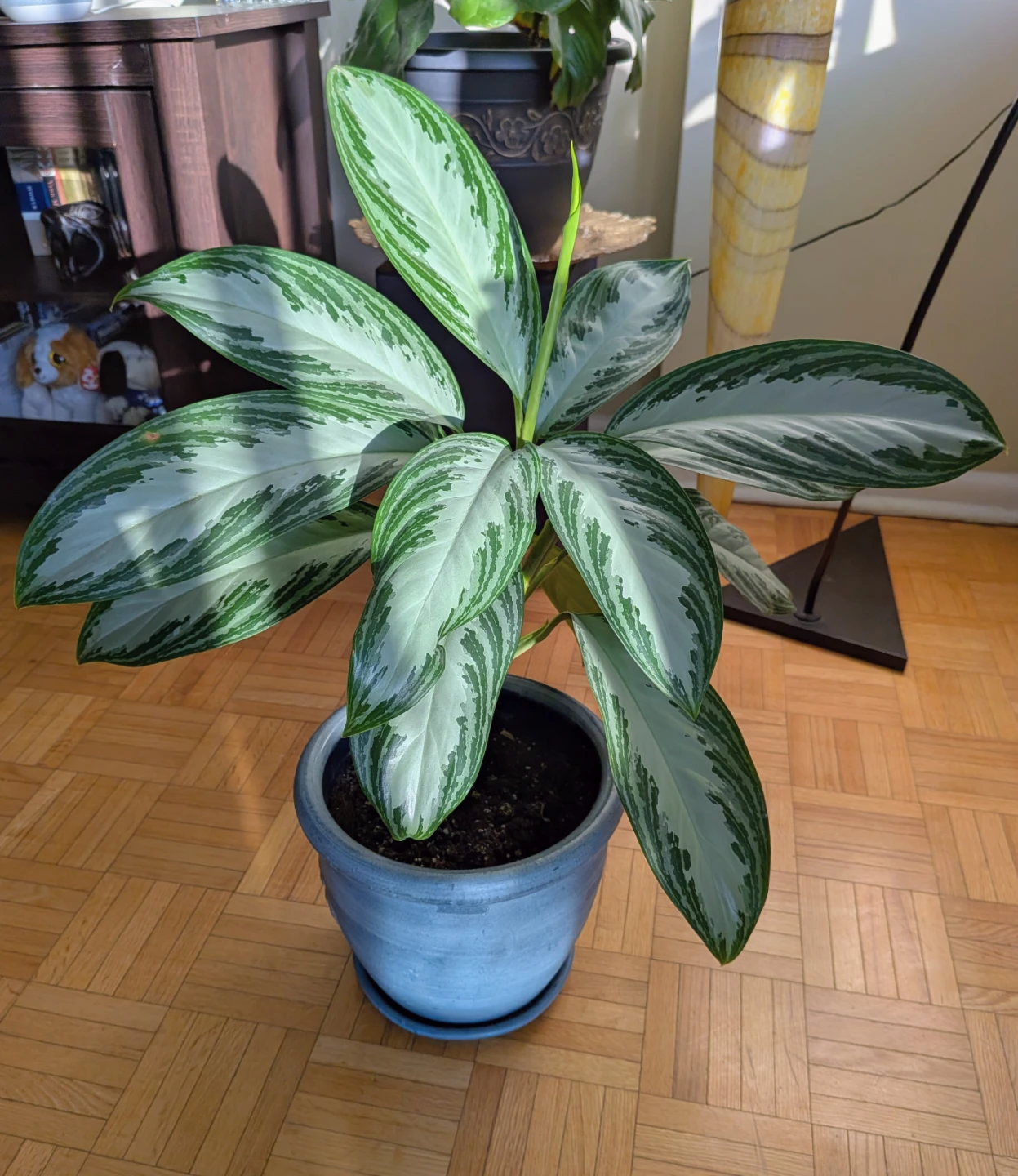 Aglaonema Silver Bay Healthy Houseplant