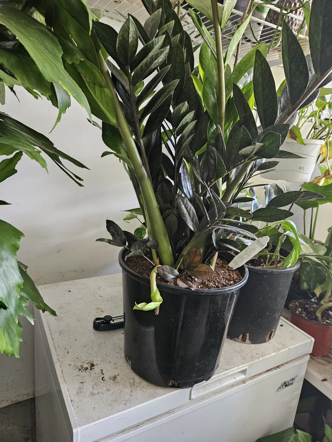 Raven ZZ Plant in 12" pot 🏈