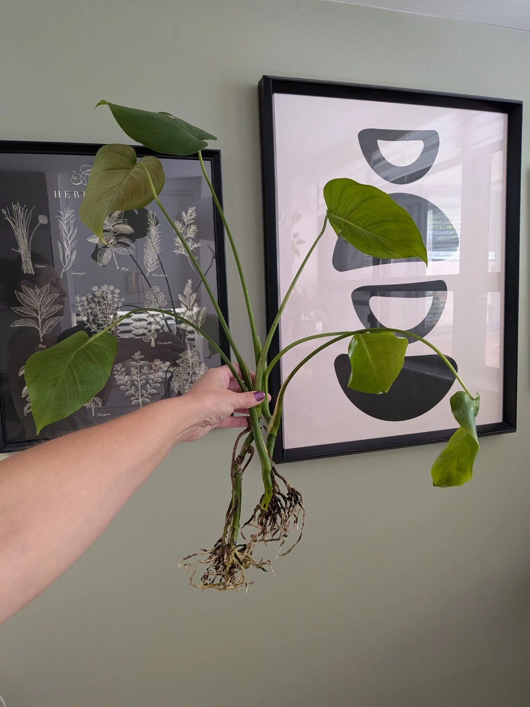🌿 Monstera Deliciosa Houseplant Cuttings - photo 2