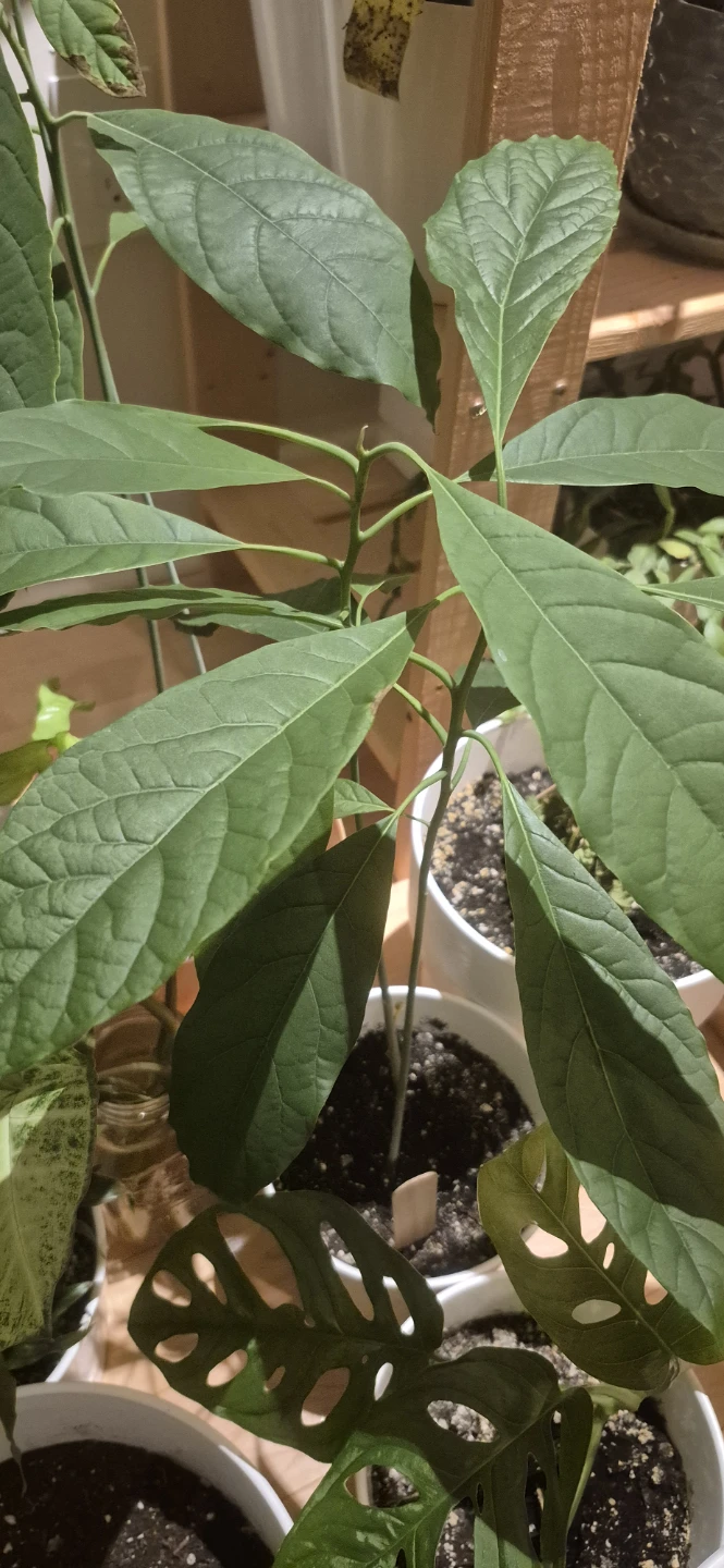 Indoor plants for sale - photo 2