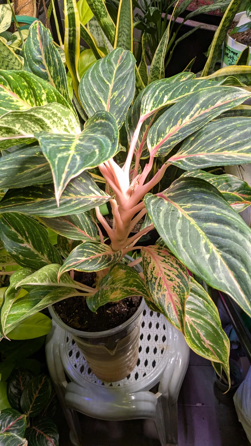 Aglaonema sparkling pant.