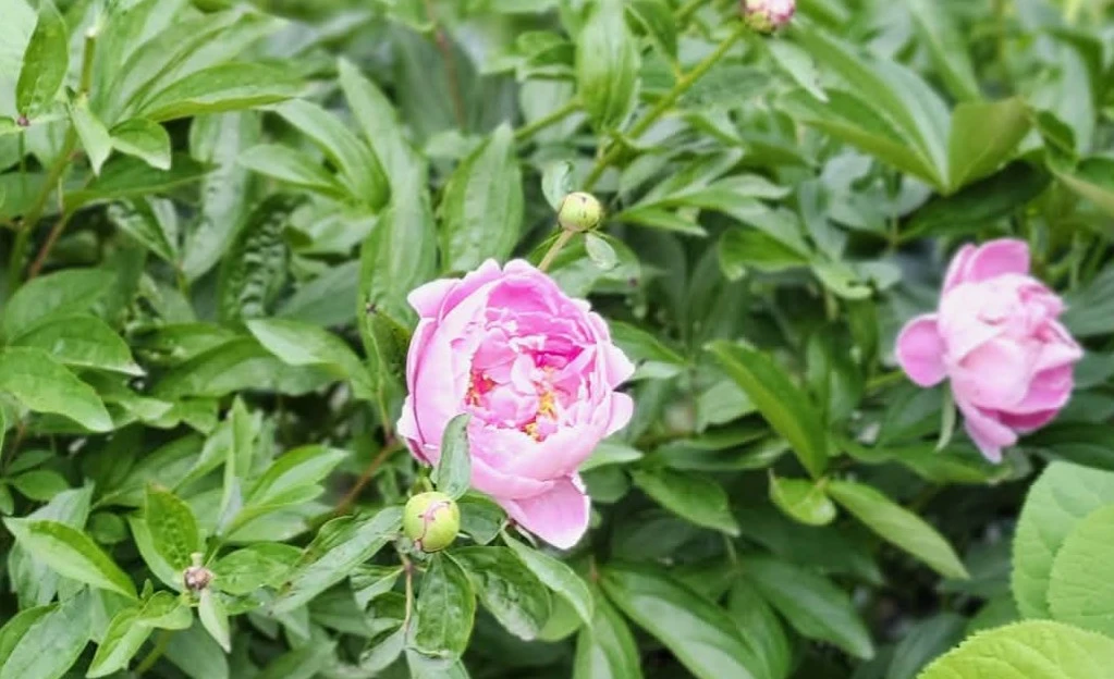 Pink Peony Plant - photo 4
