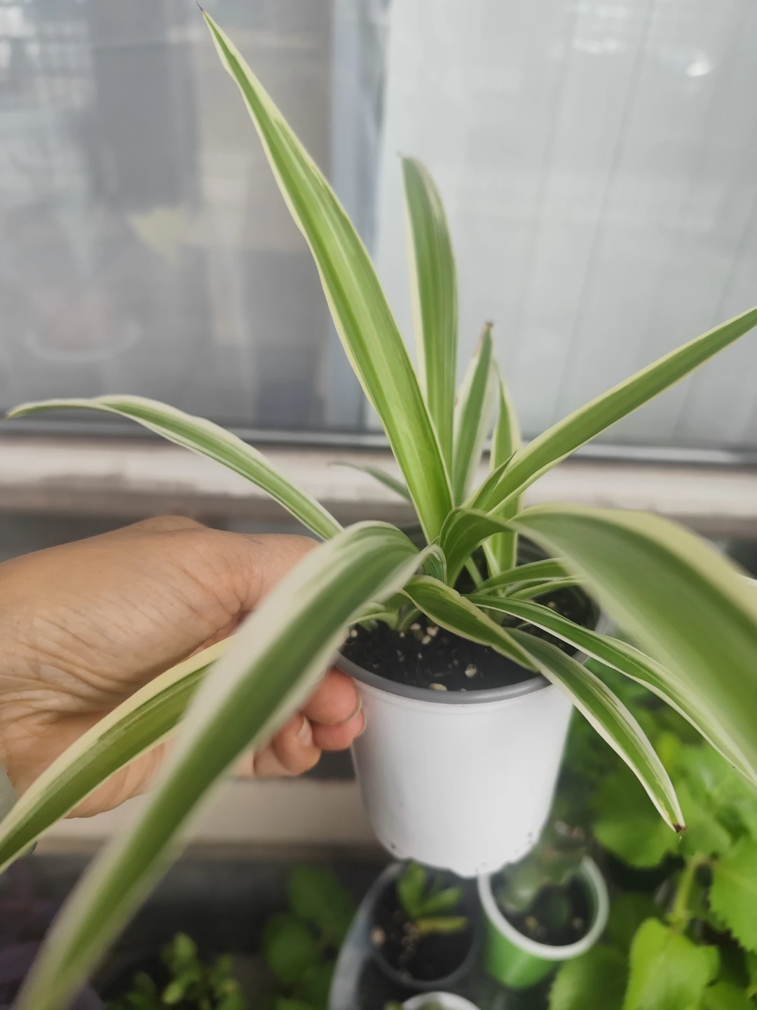 Variegated Spider Plant