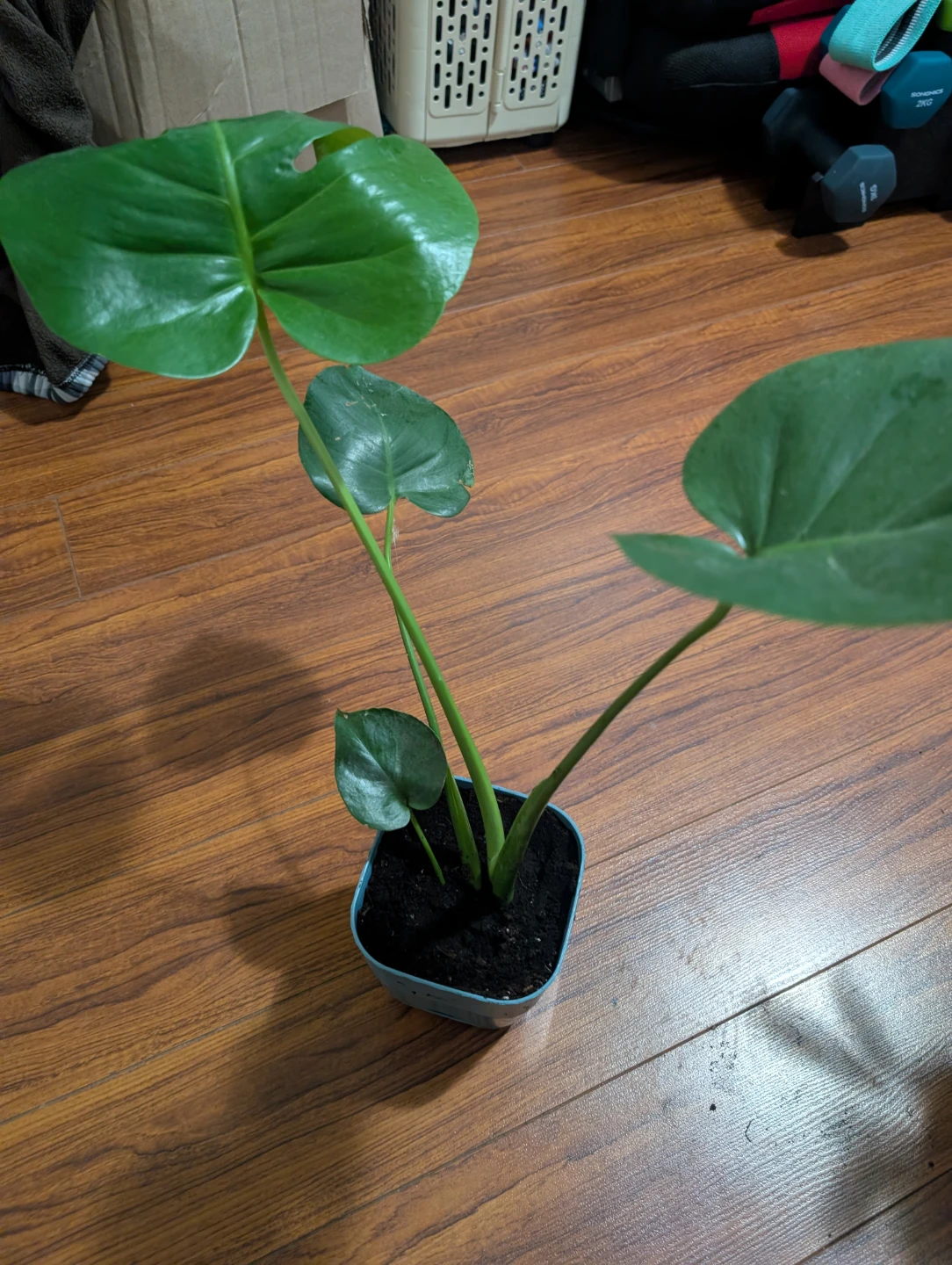 Young Monstera Deliciosa Plant - photo 2