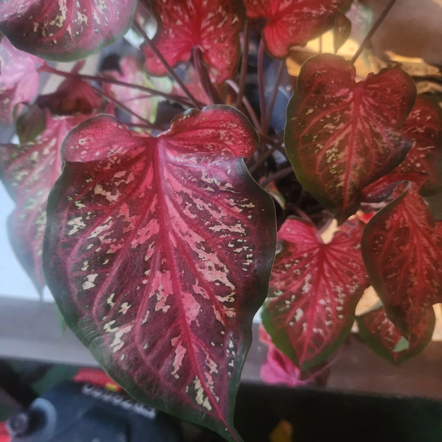Red Caladium Plant - photo 2