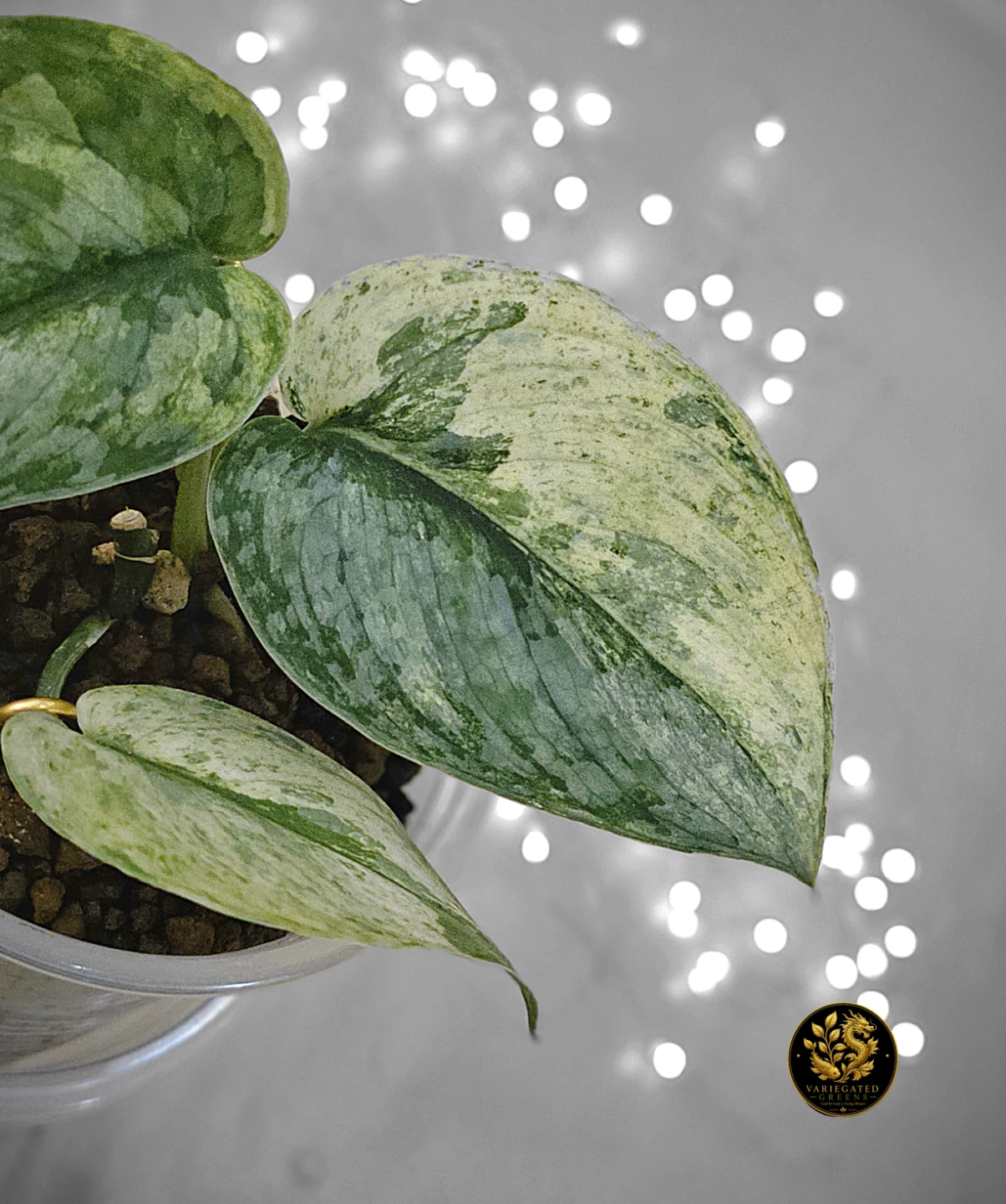 Scindapsus pictus Halimoon "Intricate Mosaic" - photo 2