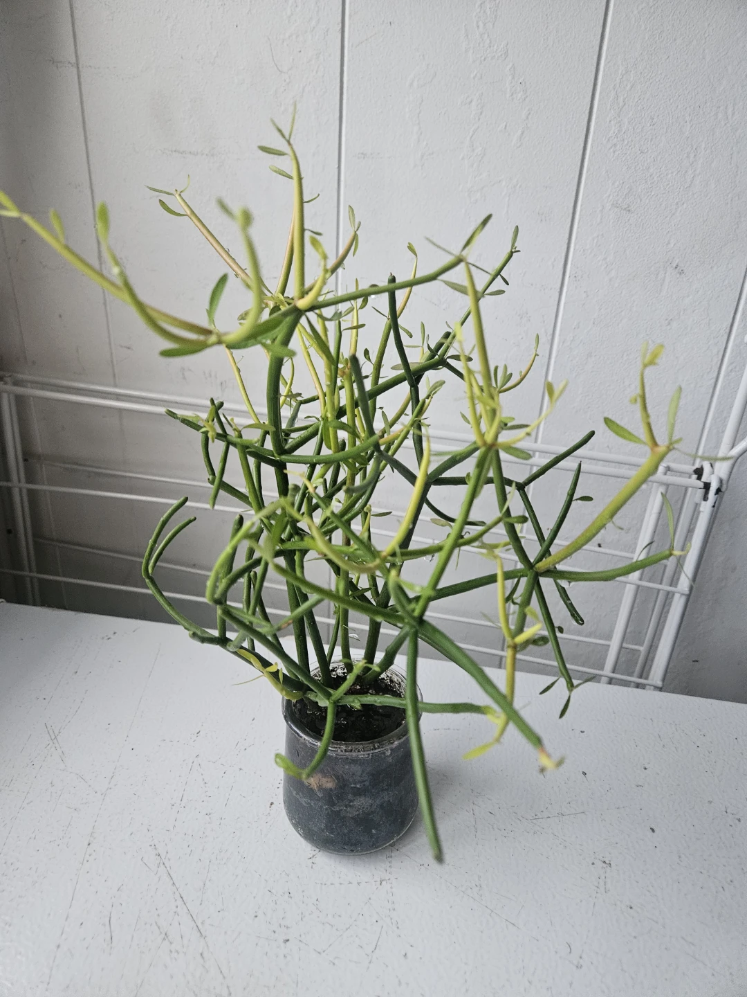 Pencil Cactus Plant in Glass Jar - photo 2