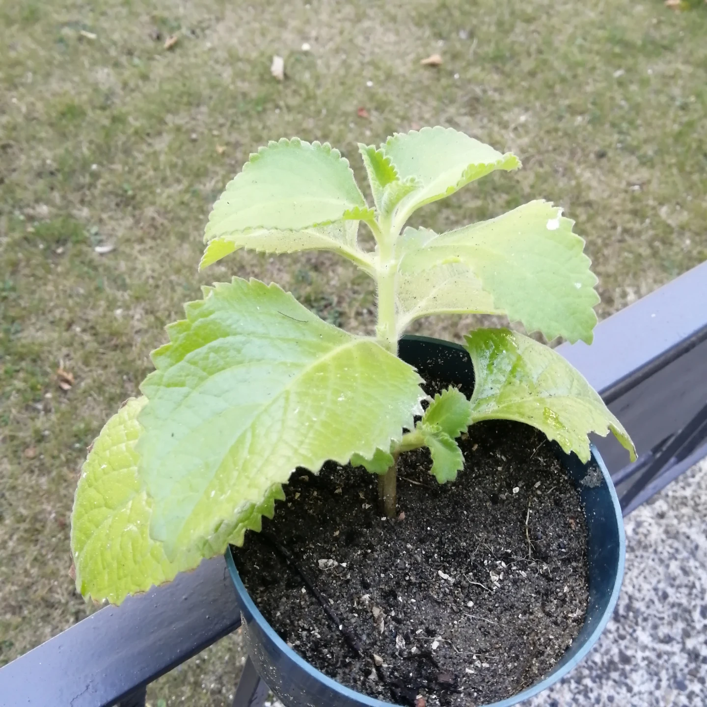 Mexican Mint Plant - photo 3