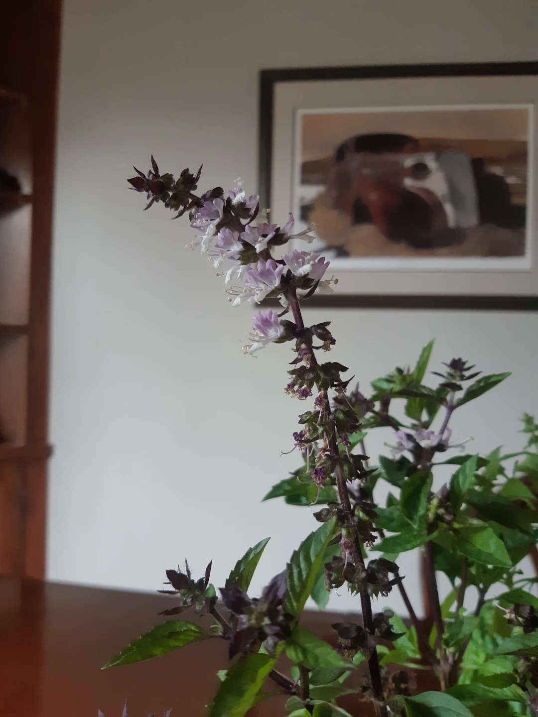 Scented Basil Plants - photo 5