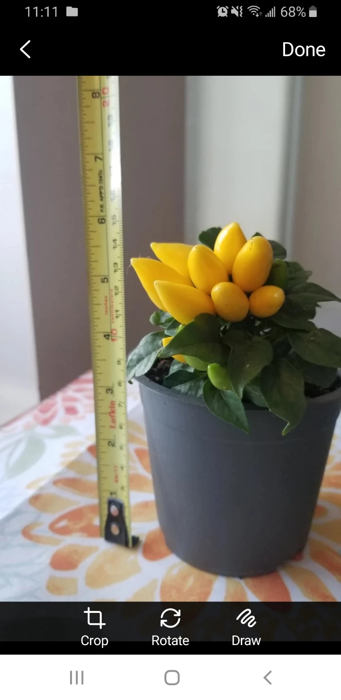 ORNAMENTAL  Pepper Plant- Salsa Yellow Annual Plant - photo 2