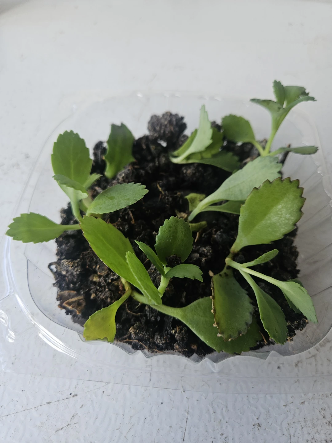 Kalanchoe succulent plantlets - photo 5