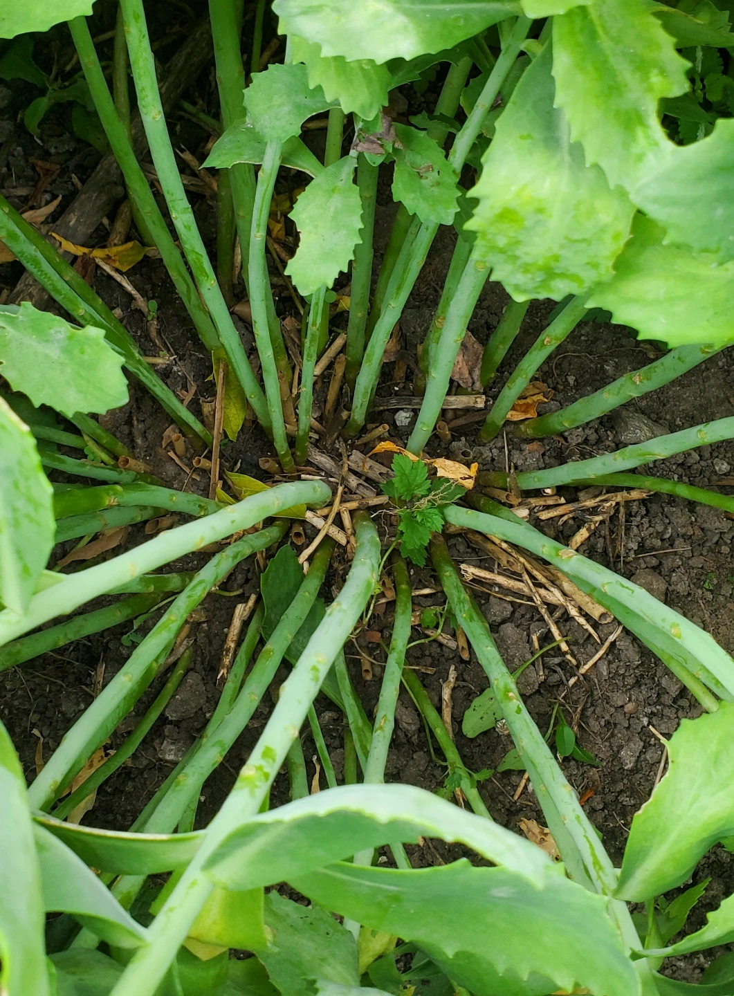 Sedum - photo 3