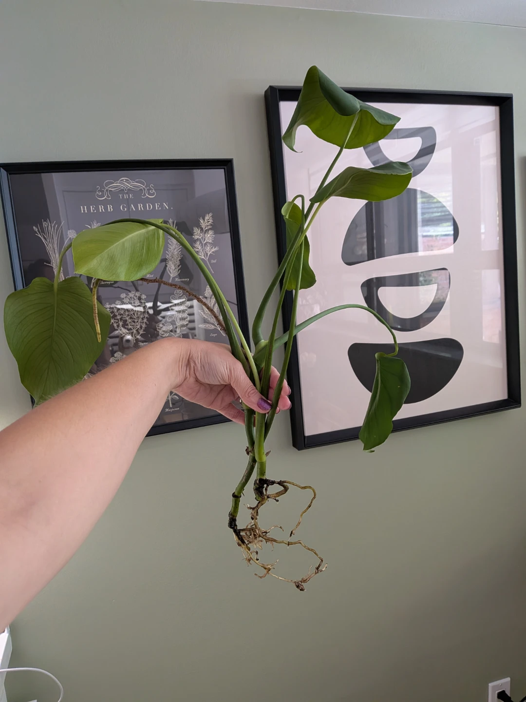 🌿 Monstera Deliciosa Houseplant Cuttings - photo 5