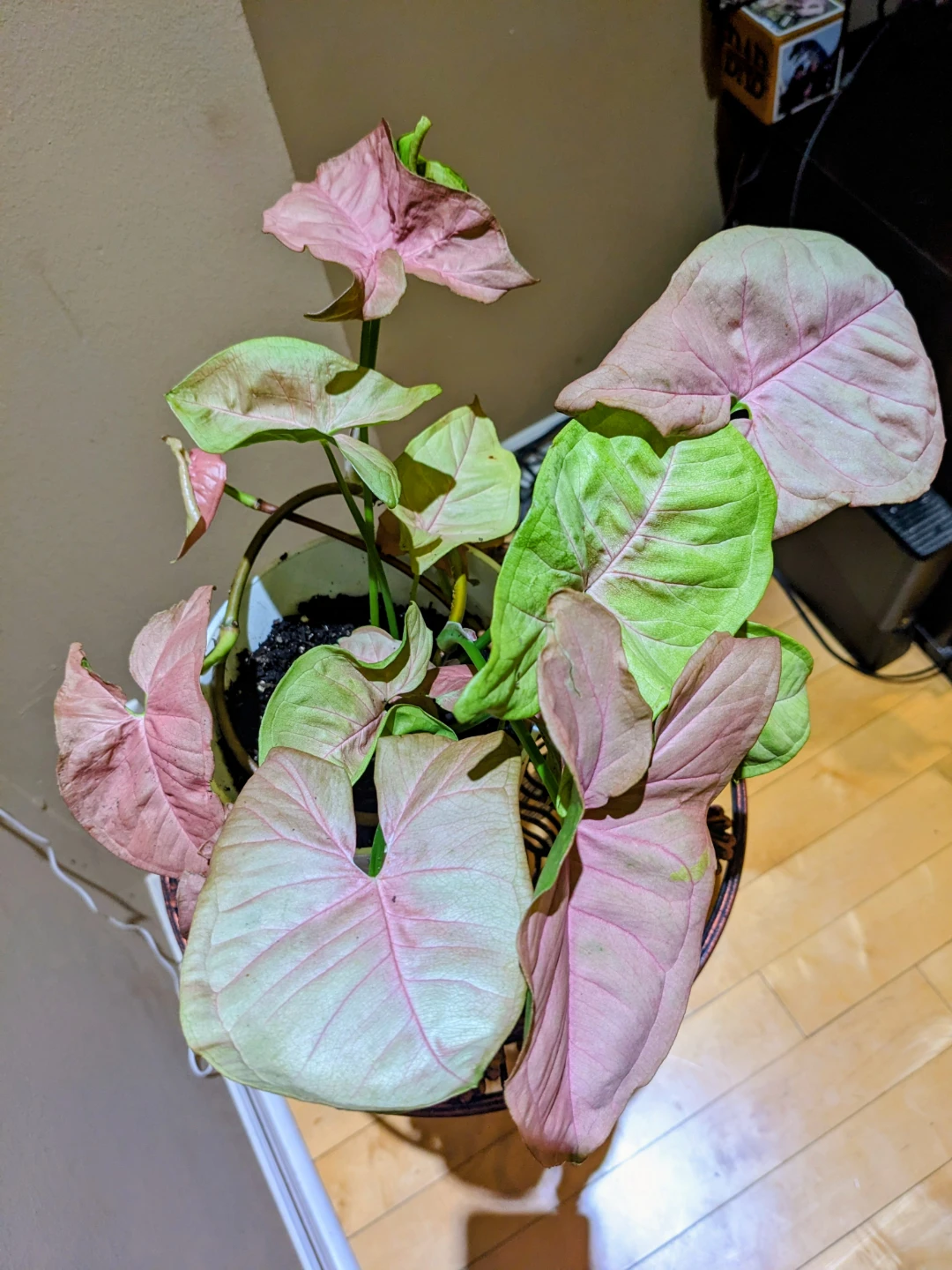 SYGONIUM PINK 12 "/ INDOOR PLANT