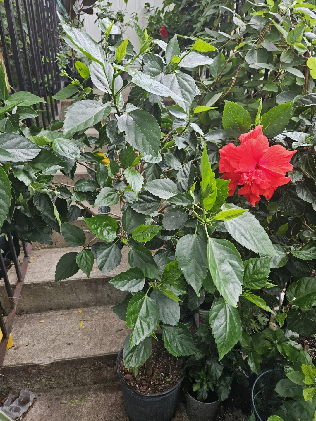 Red Hibiscus Houseplant - photo 2