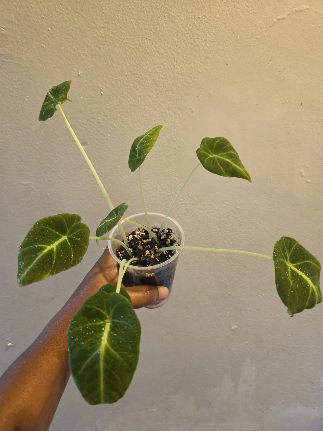 Alocasia Black Velvet✨️🌿 IN SOIL