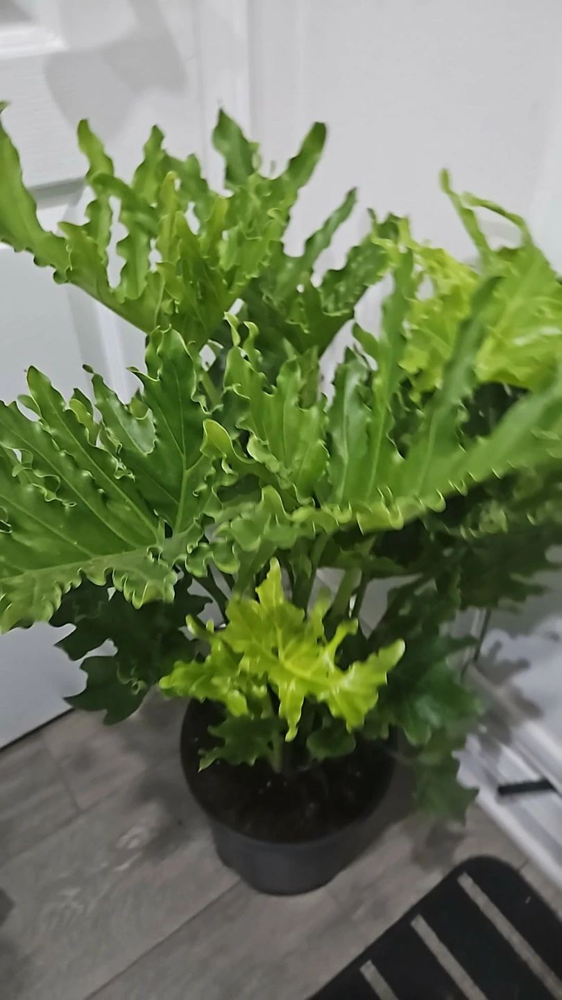 Philodendron Plant - photo 2
