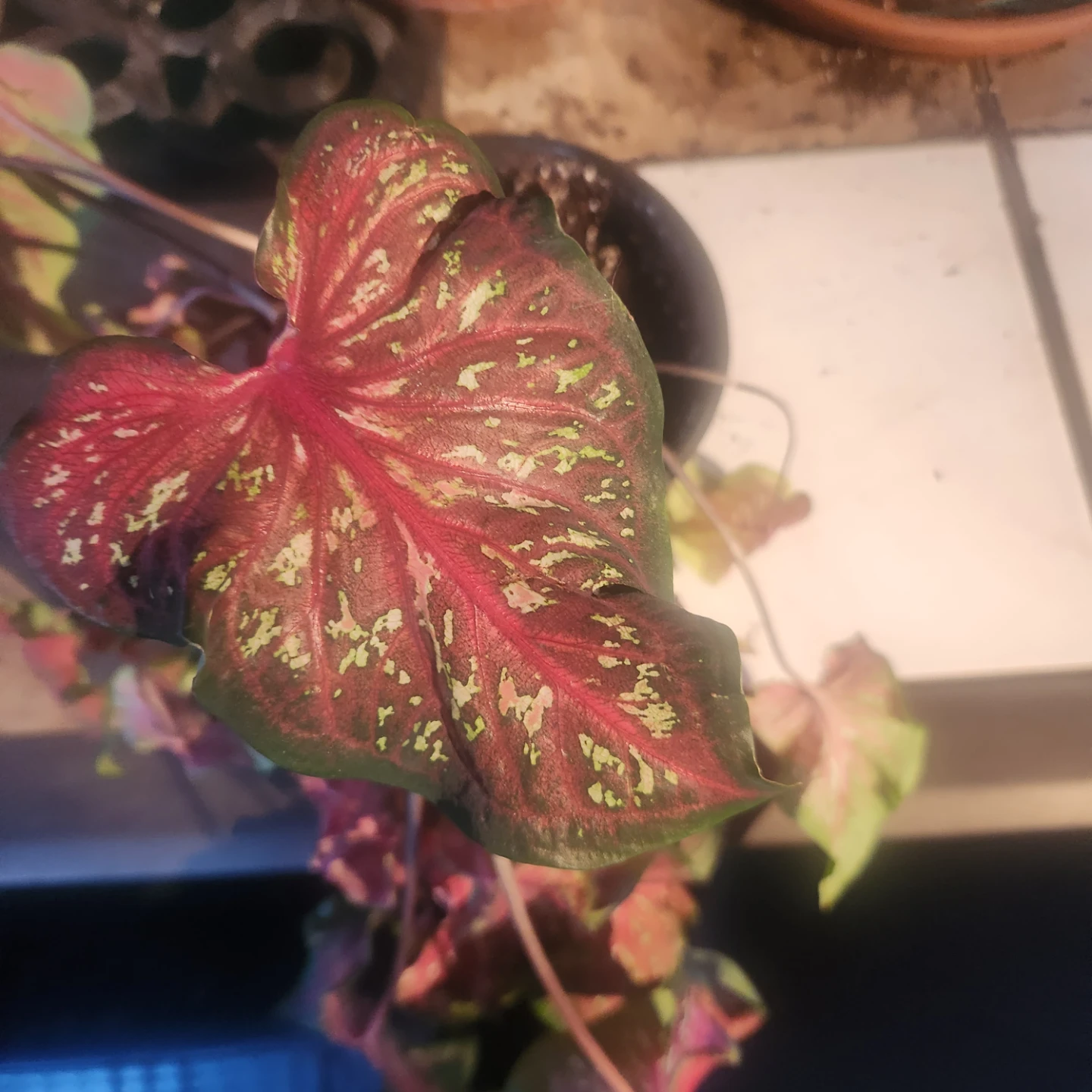Caladium plant - photo 2