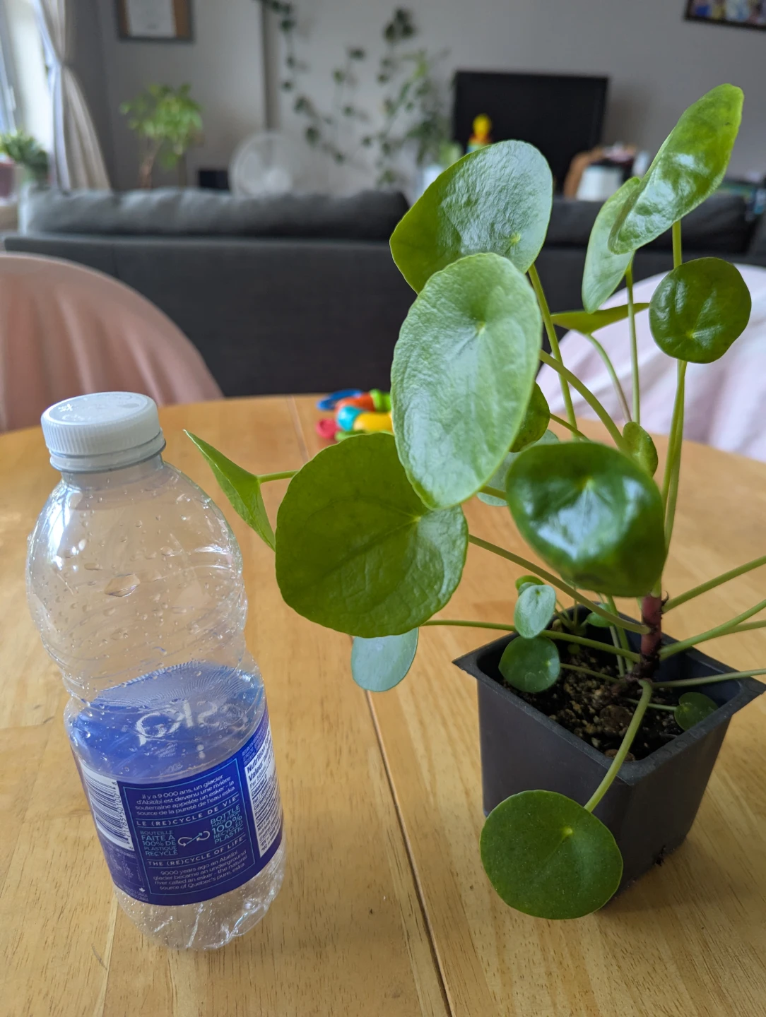 Pilea Peperomioides (Chinese Money Plant) Seedlings - photo 2