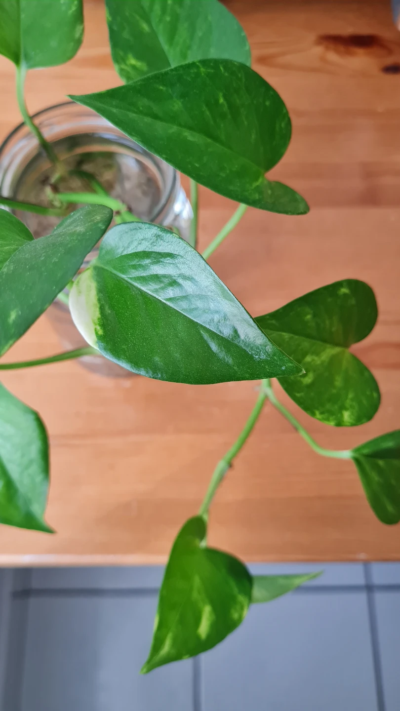 Healthy Golden Pothos Propagating in water 🌱🌱 - photo 4