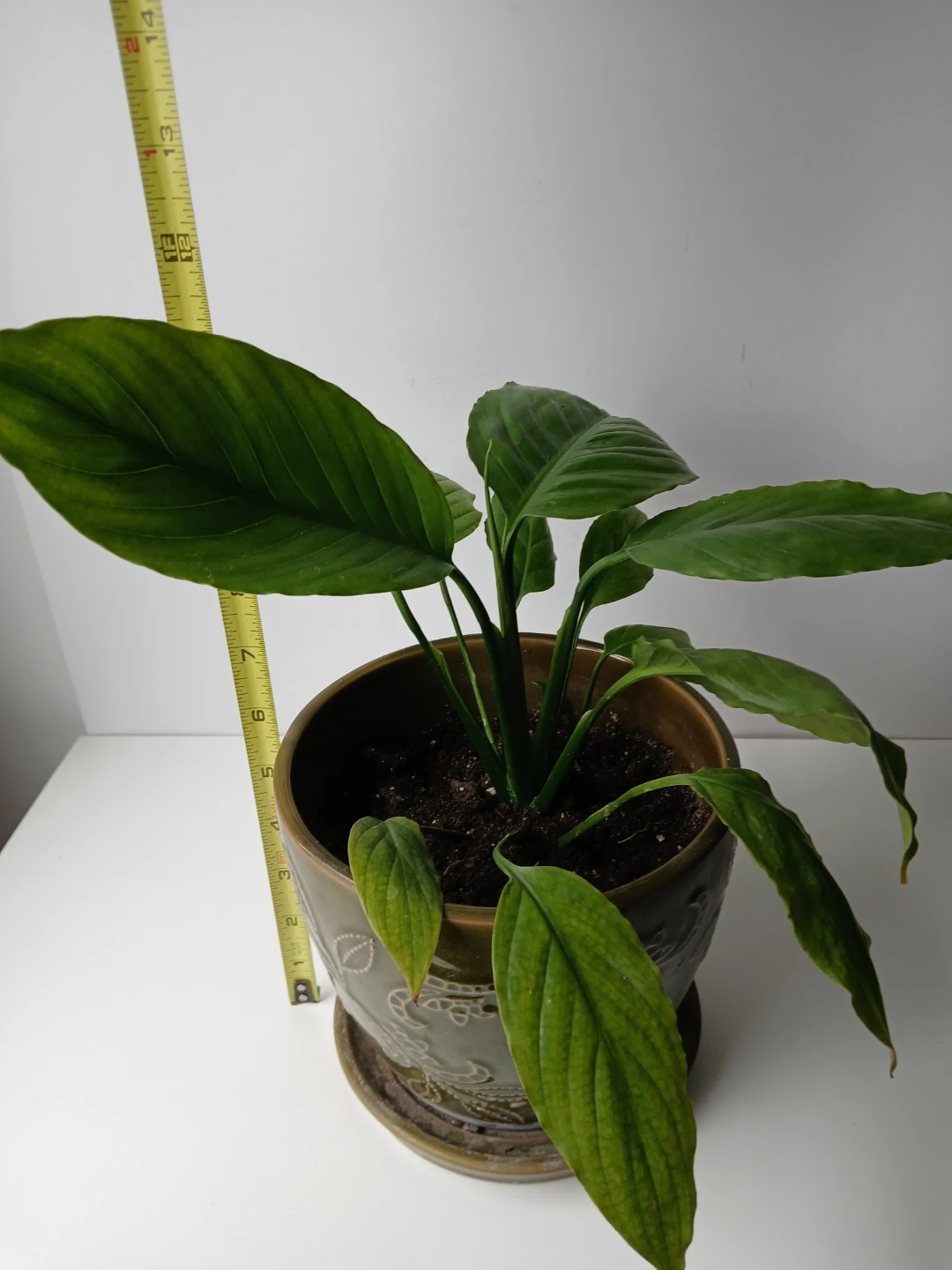 Peace Lily Plant in Decorative Ceramic Pot. FIRM PRICE. - photo 2