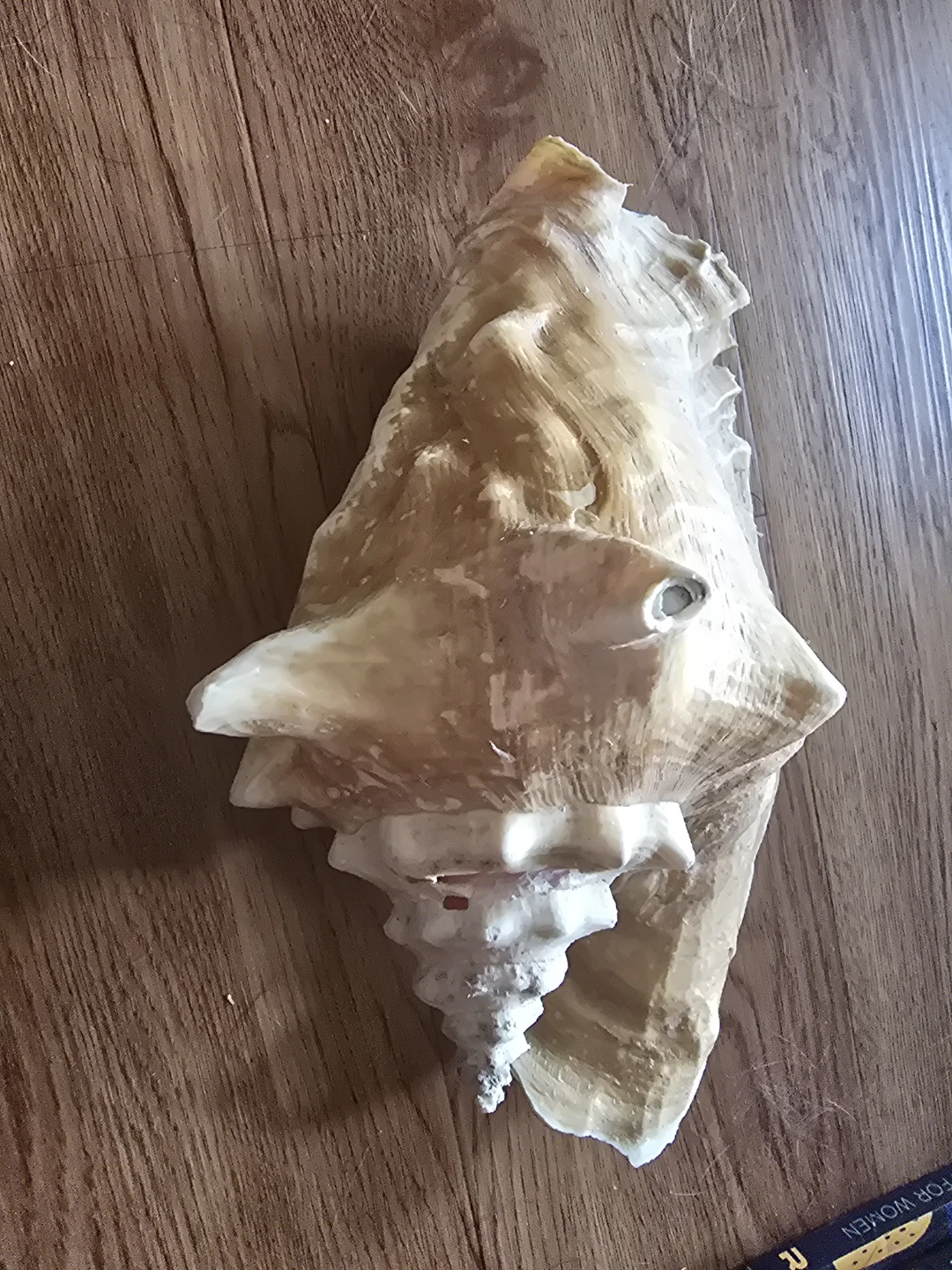 Large Conch Shell - photo 3