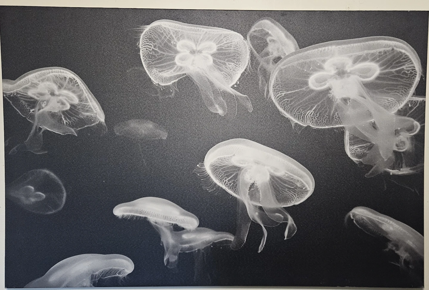 Jellyfish Wall Art Print
