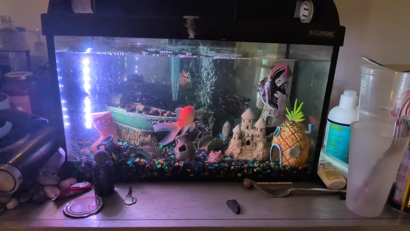 Wanted: free fish