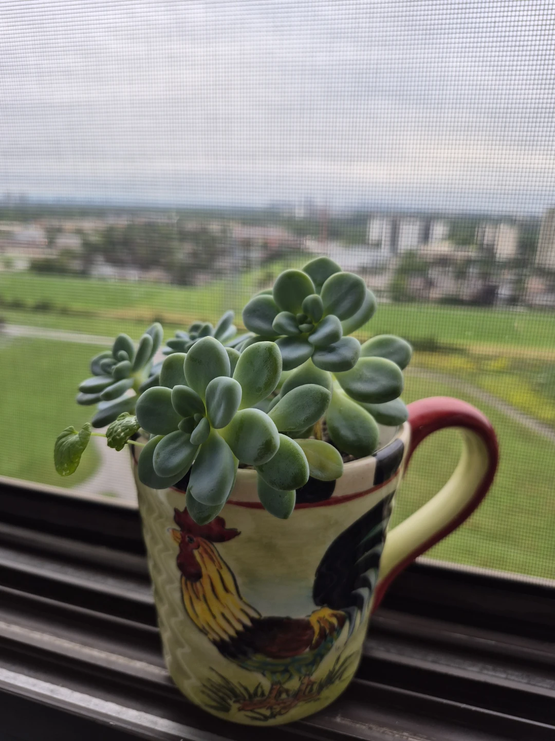 Succulent Plant in Decorative Rooster Mug