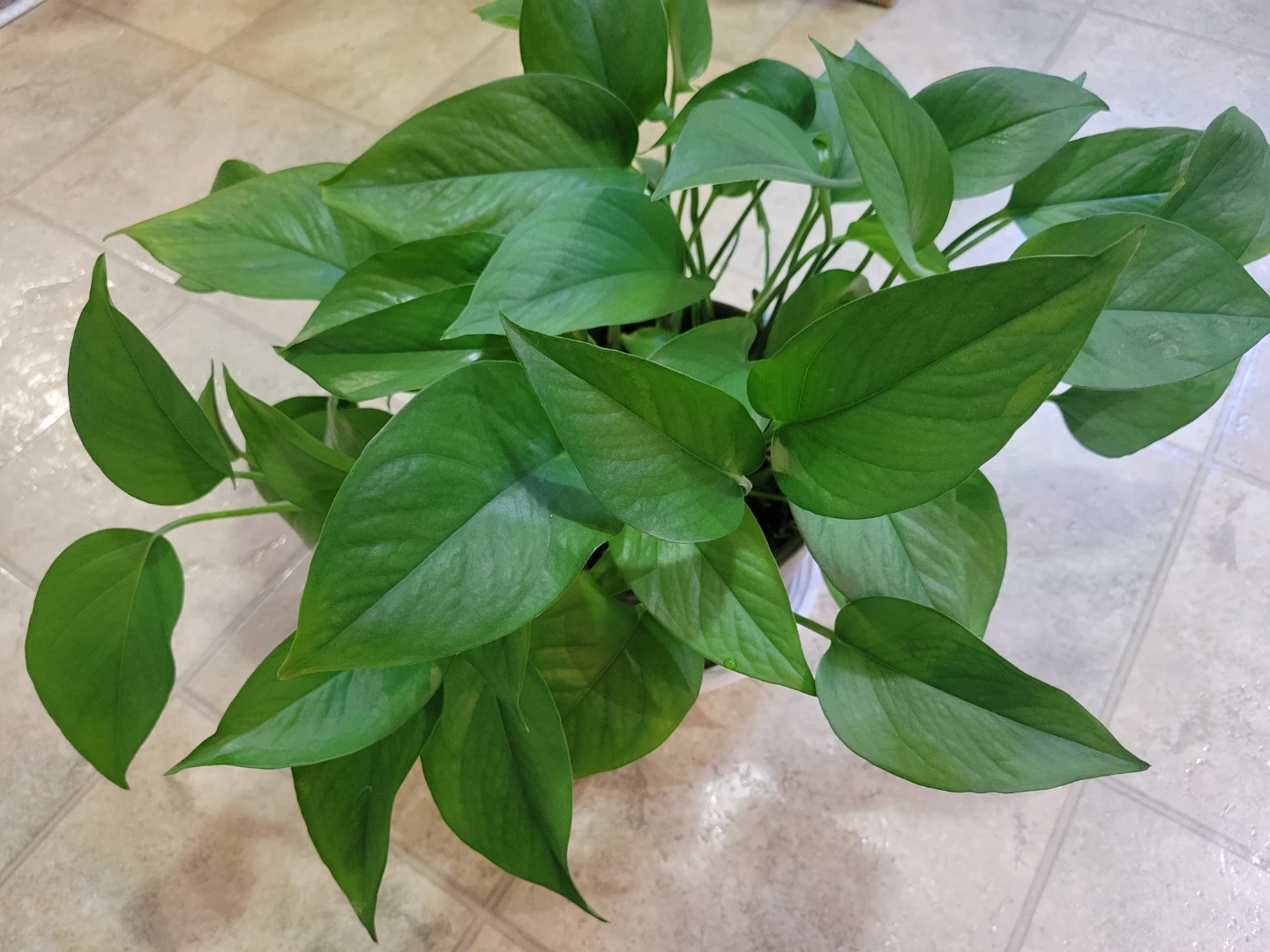 Healthy Pothos Houseplant