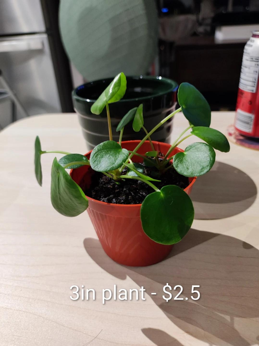 Assorted Houseplants - Chinese Money and Red Polka Dot - photo 3