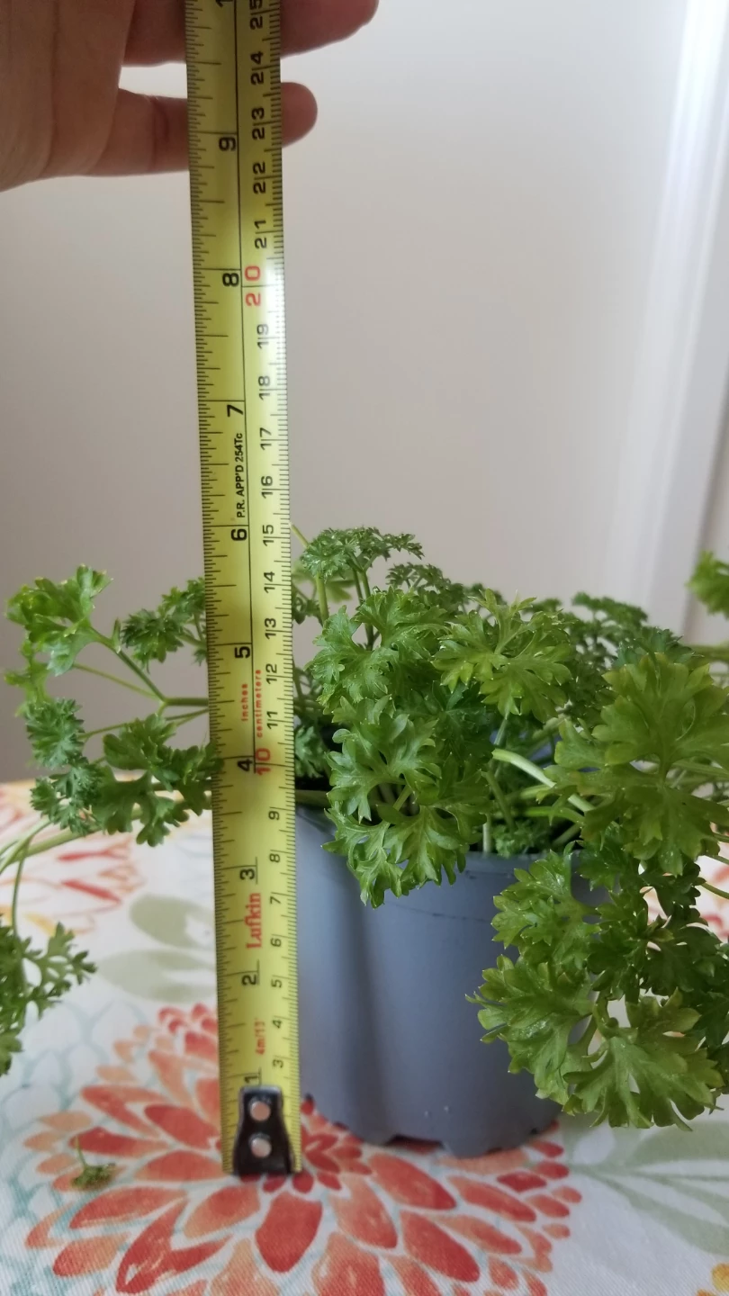Organic Curly Parsley