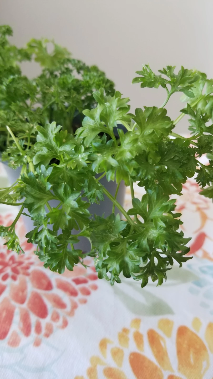Organic Curly Parsley - photo 2