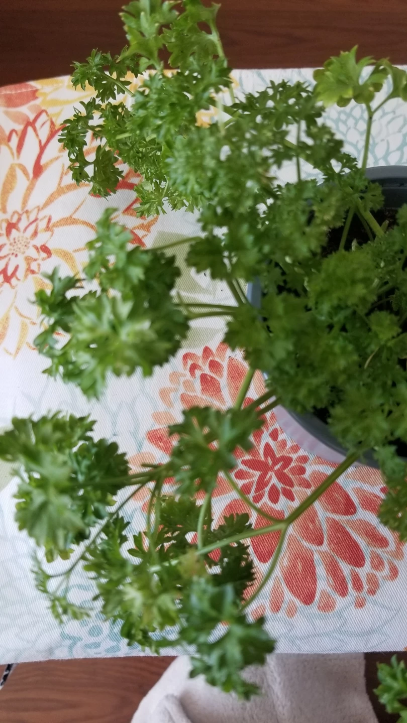 Organic Curly Parsley - photo 5