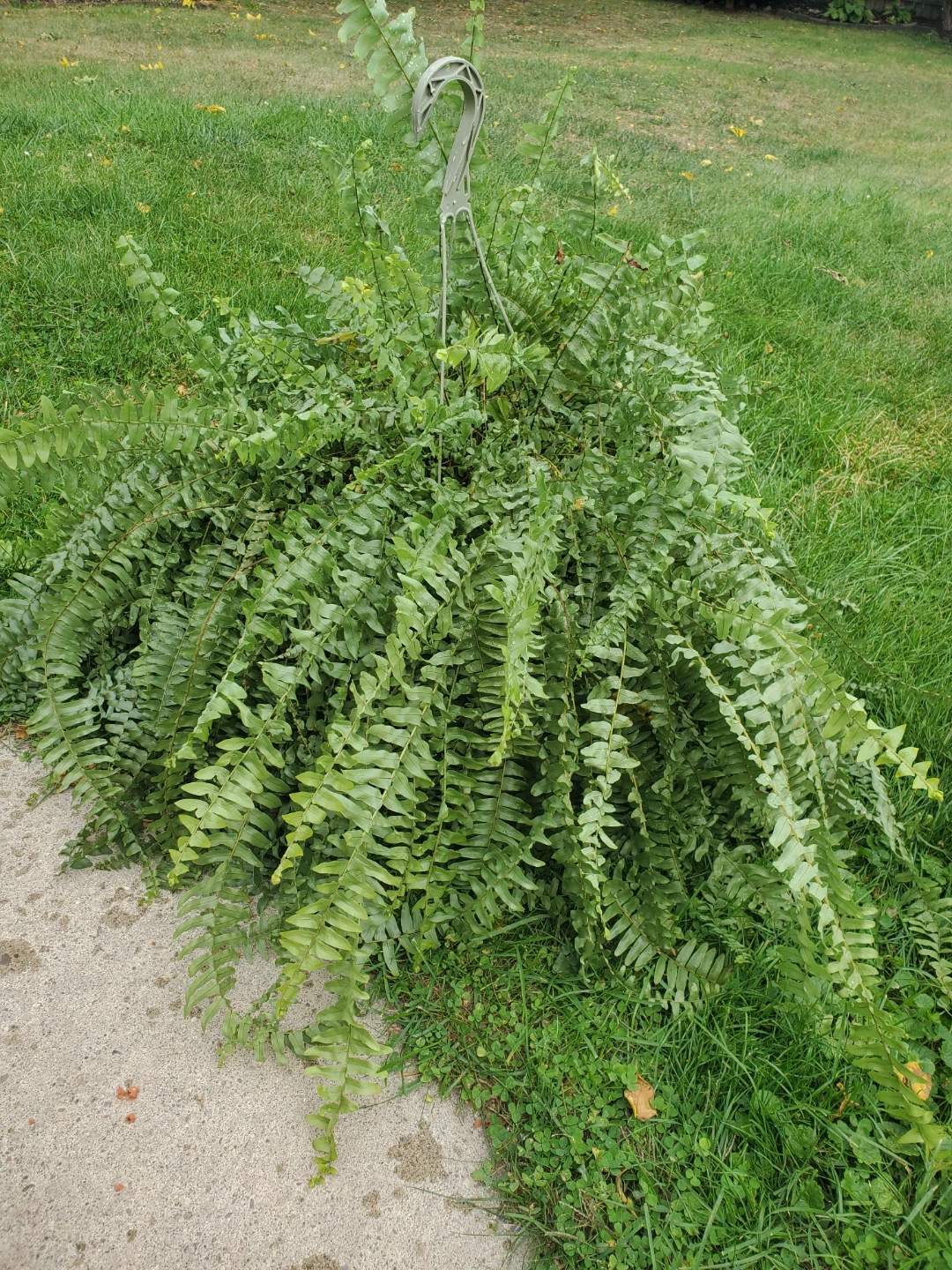 PLANTS FOR SALE - photo 4
