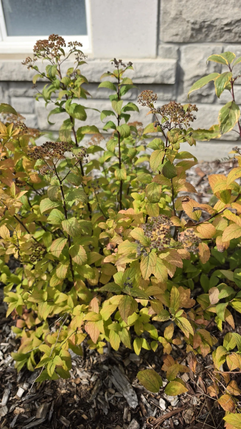 Spirea Shrub (3 x $25)