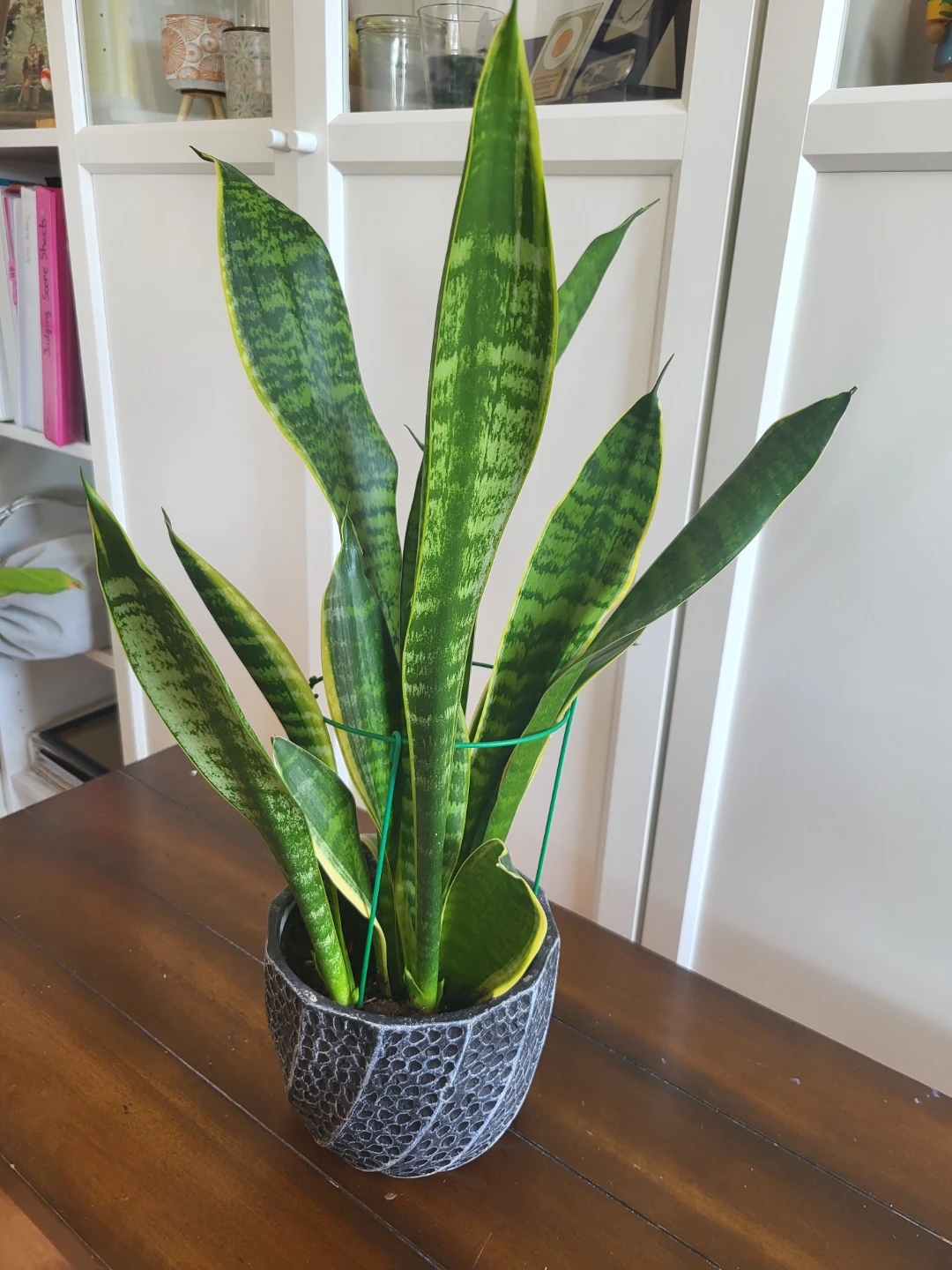 Snake Plant in Textured Planter