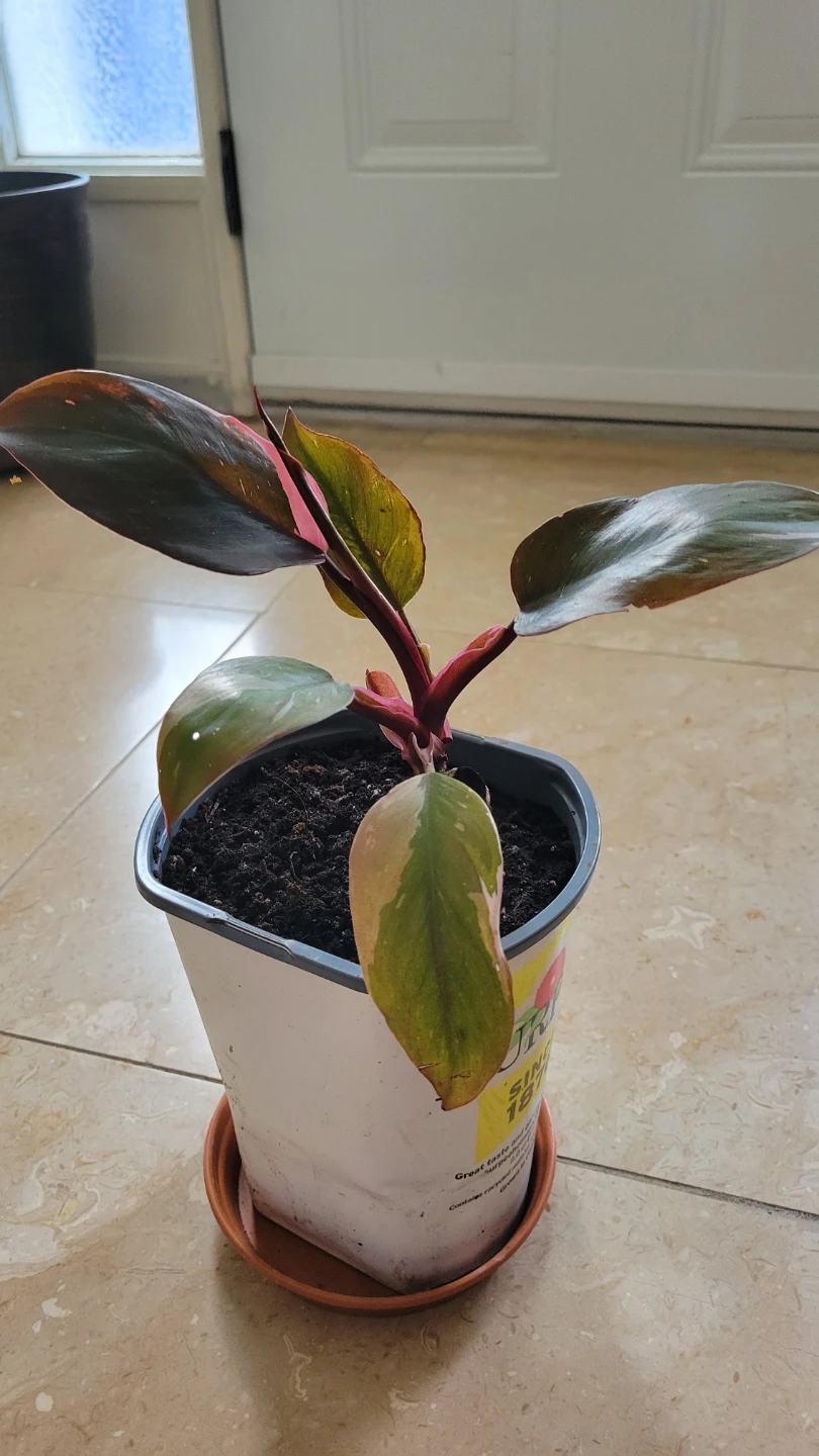 Philodendron Pink Princess plant - photo 2
