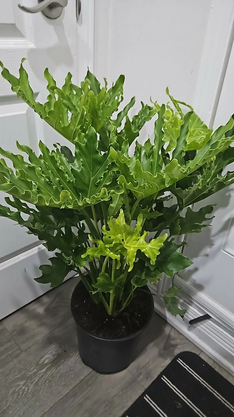 Philodendron Plant