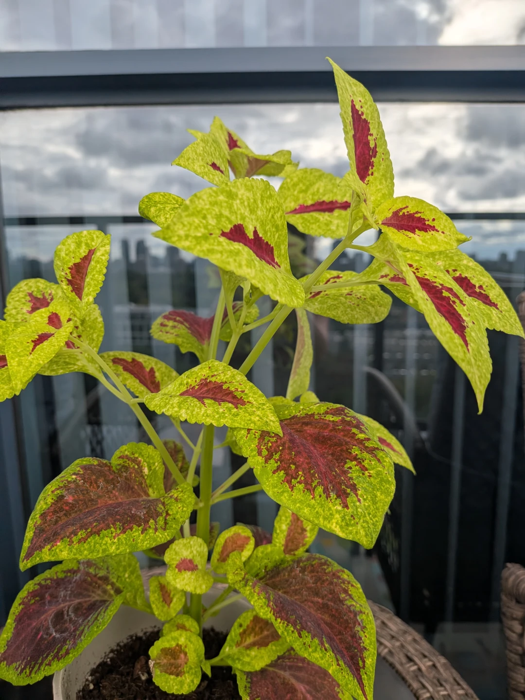 Coleus Plant in Textured Cream Pot - photo 2