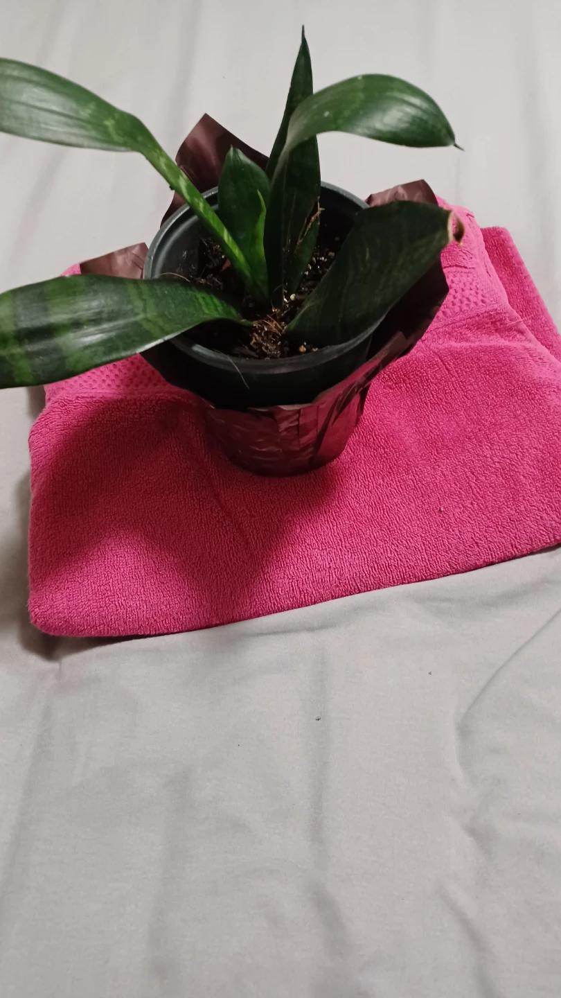Snake Plant in 4 inch Pot - photo 2