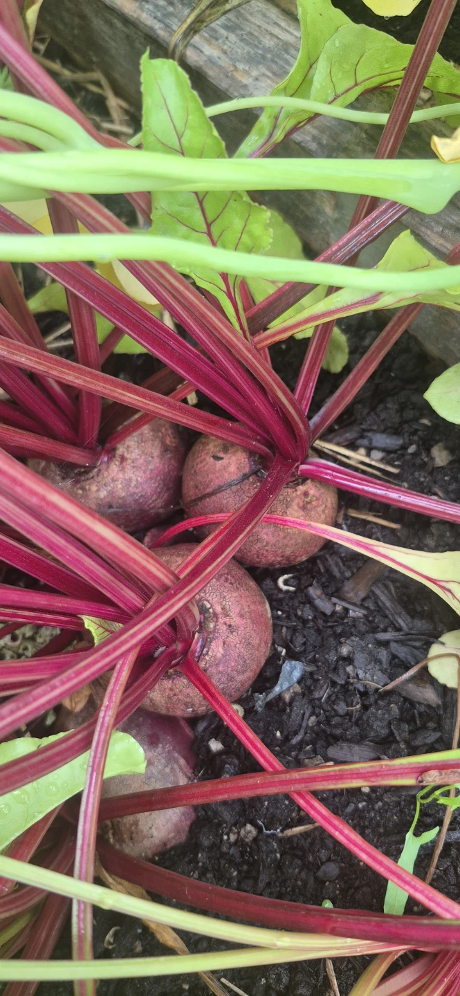 Veggies for sale - photo 5