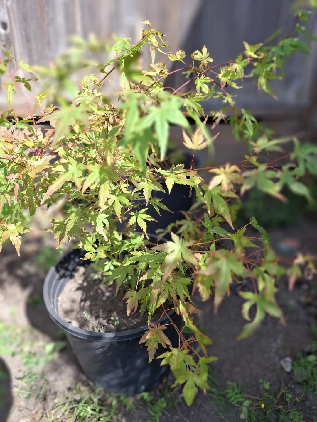 Japanese Maple Potted Tree