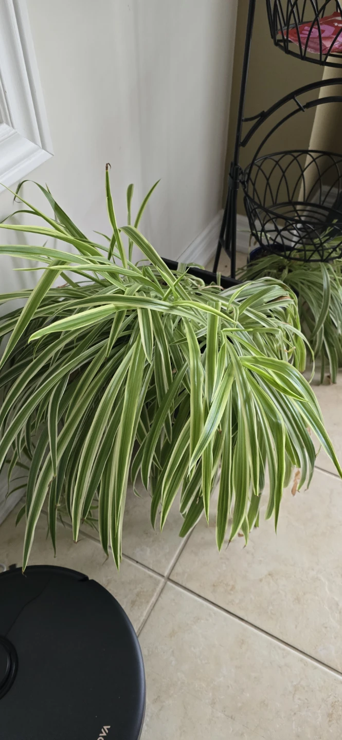 Free Spider Plant