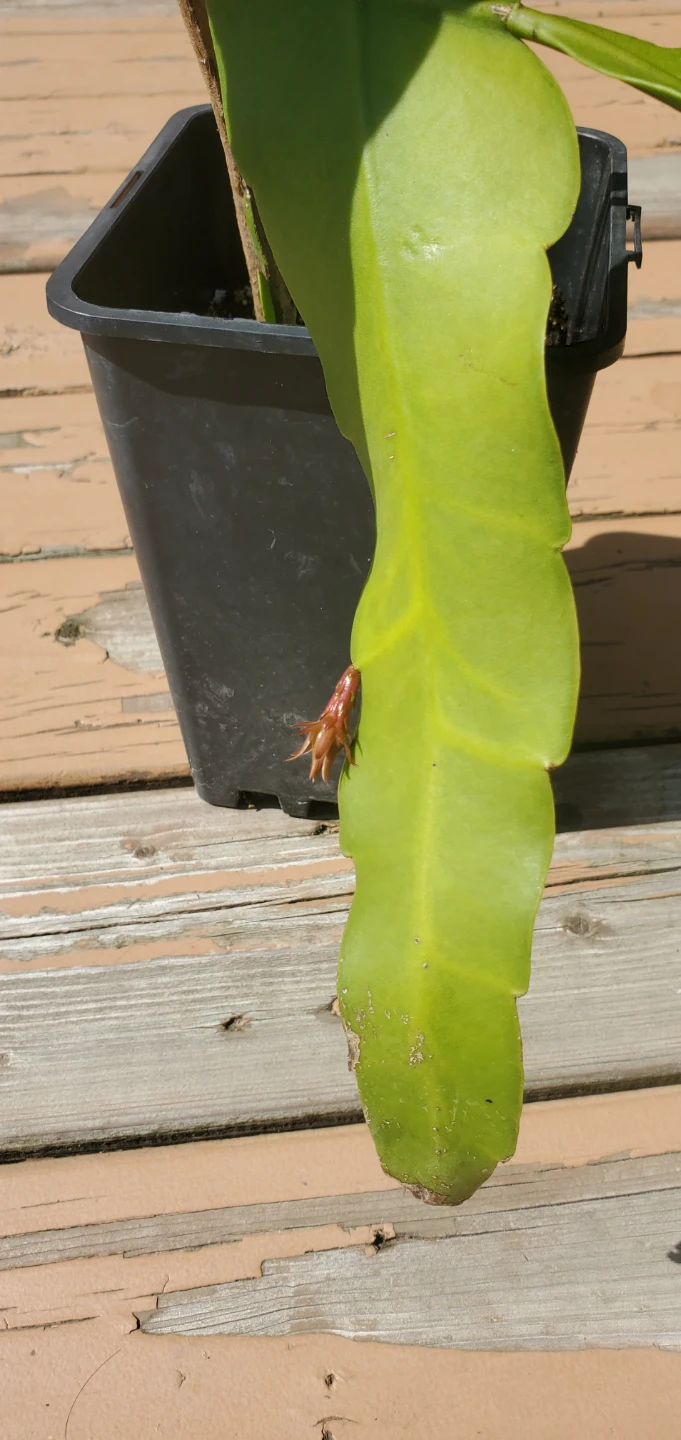 Queen of the Night (‌Epiphyllum oxypetalum) - photo 5