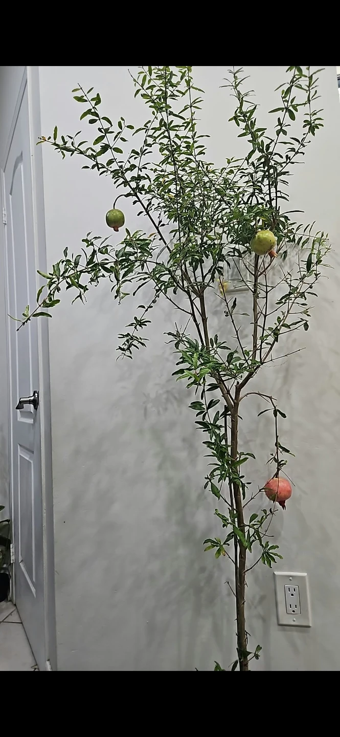 Pomegranate tree - photo 2