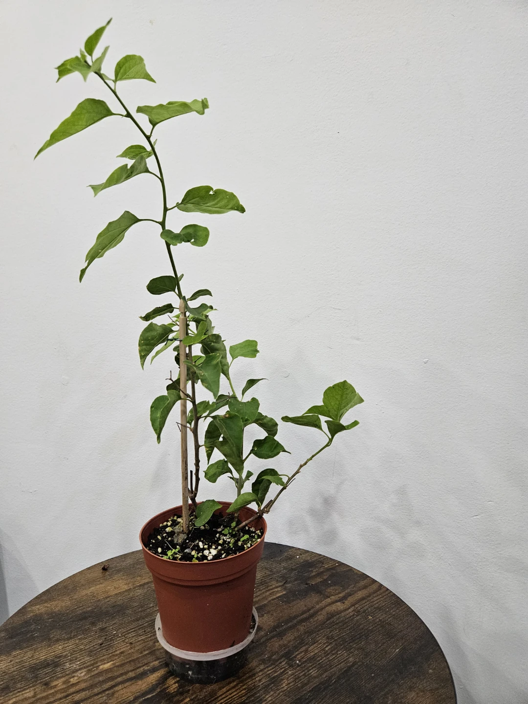 White Bougainvillea Plant - photo 2